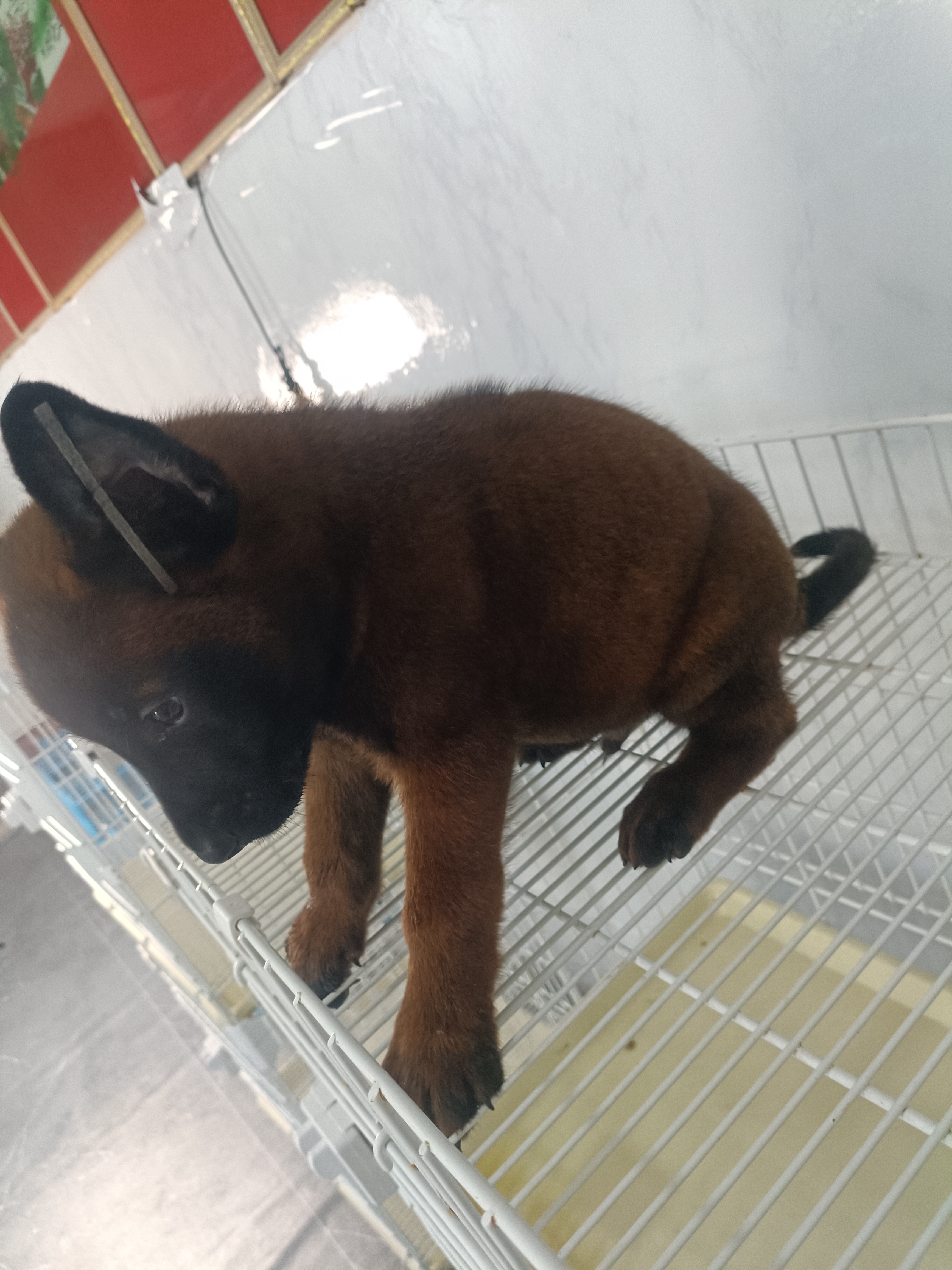 爆红马犬,性格稳定,现货,平台属于第三方,支持平台下单。